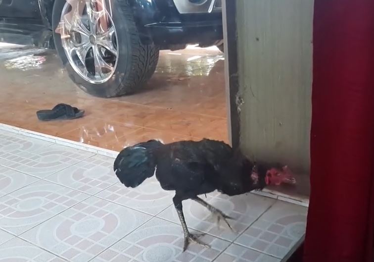 Gà trống tưởng bóng mình trong gương là kẻ thù, lao vào chiến đấu đến kiệt sức