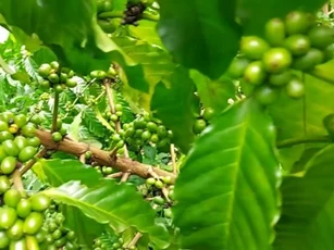 Giá nông sản ngày 16/9/2025: Cà phê giảm nhẹ, hồ tiêu duy trì mức cao