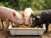 Giá heo hơi ngày 16/9/2025: Giảm tại miền Bắc và miền Trung