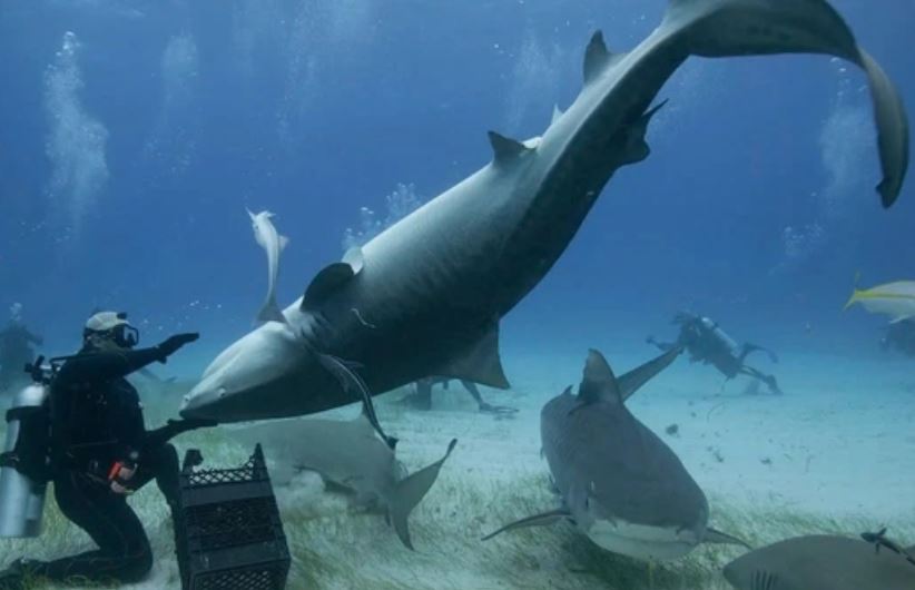 Giải mã hiện tượng cá mập ‘hóa đá’ khi bị lật ngửa bụng