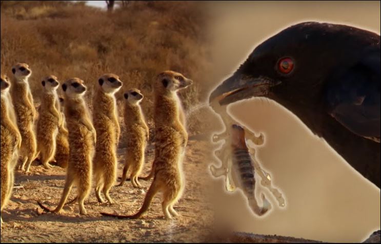 Loài chim siêu thông minh, đánh lừa chồn meerkats để trộm thức ăn