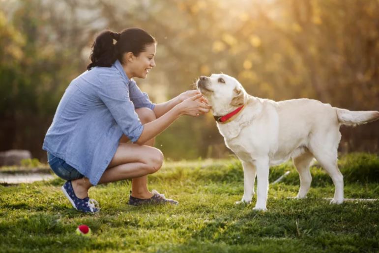 Tại sao chó lại vẫy đuôi, nguyên nhân tưởng đơn giản nhưng chứa nhiều bí ẩn?
