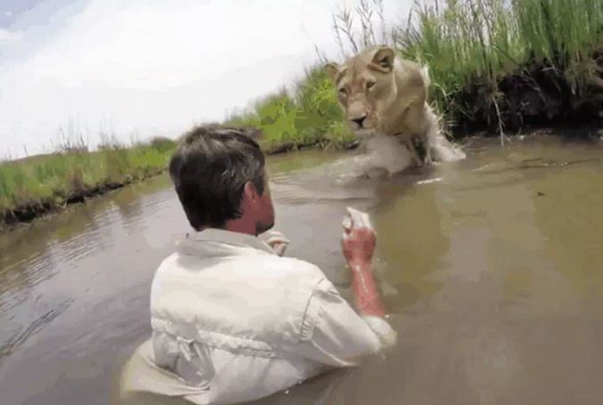Khoảnh khắc thót tim: Sư tử vồ người đàn ông giữa sông và cái kết không ngờ
