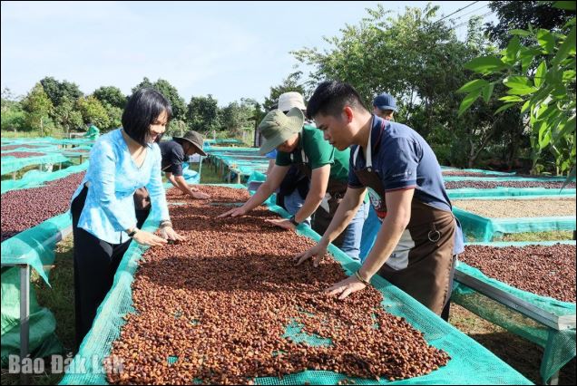 Ngành hàng cà phê Đắk Lắk: Bài toán 'khát' nhân lực chất lượng cao