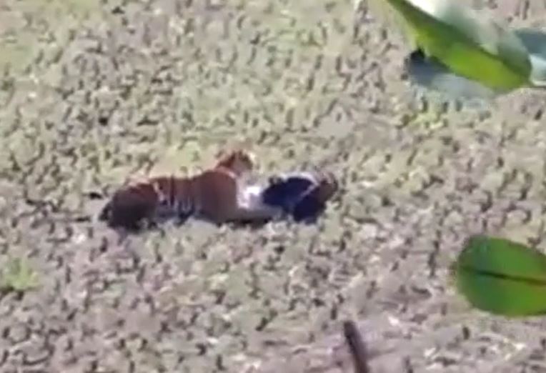 CLIP: Người đàn ông sống sót kỳ diệu nhờ giả chết khi bị hổ dữ tấn công