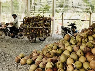 Dừa khô tăng giá, nông dân phấn khởi