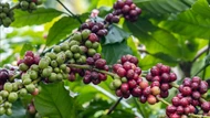 Giá nông sản ngày 19/9/2025: Cà phê lao dốc, hồ tiêu đứng giá
