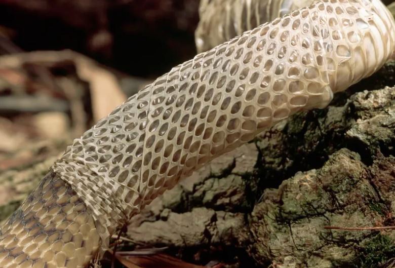 Vì sao rắn phải lột da nhiều lần trong đời?