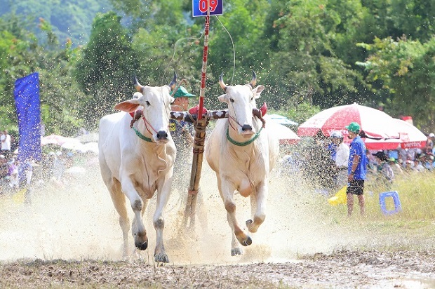 Đua bò Bảy Núi: Nâng tầm thương hiệu văn hóa - du lịch An Giang