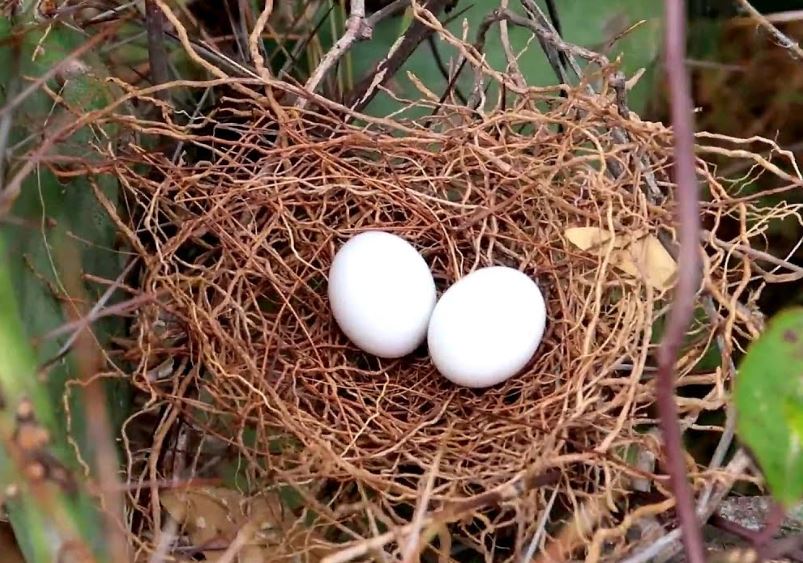 Giải mã bí ẩn: Vì sao hầu hết tổ chim đều hướng lên trời?