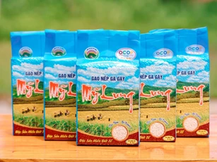 Phú Thọ xây dựng chỉ dẫn địa lý cho sản phẩm gạo nếp Gà Gáy Mỹ Lung