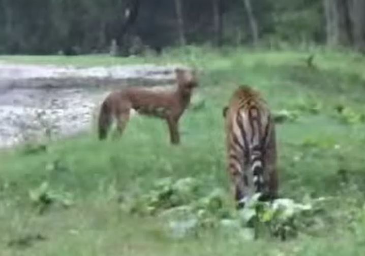 CLIP: Sói lửa lao như tên bắn để thoát nanh vuốt chúa sơn lâm