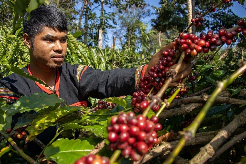 Giá nông sản ngày 22/9/2025: Cà phê và hồ tiêu không biến động
