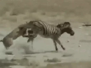 CLIP: Ngựa vằn phản đòn bất ngờ tung cú đá khiến sư tử 'ngã sấp mặt'