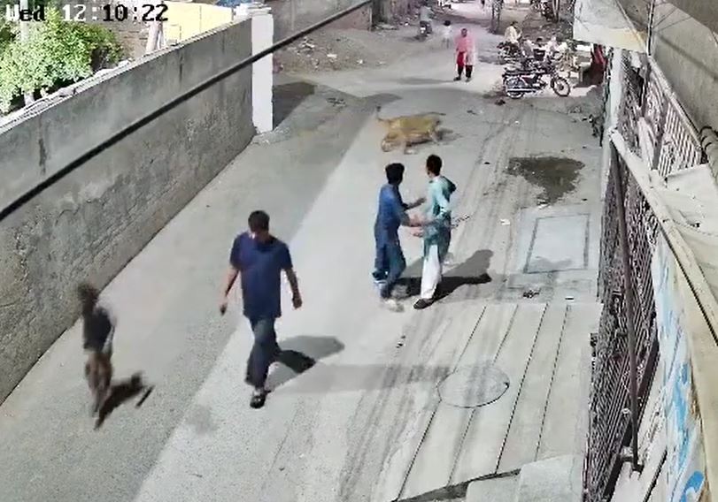 Kinh hoàng cảnh sư tử sổng chuồng lao vào tấn công người trên phố