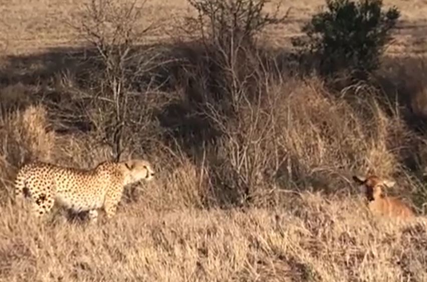 Linh dương Nyala quay đầu thách thức khiến báo đốm 'chùn chân' giữa cuộc rượt đuổi