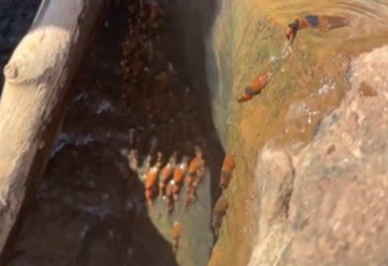 Kỳ lạ cảnh đàn cá trê tí hon leo thác nước cao 4 mét ở Brazil