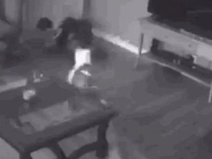 CLIP: Chó Pitbull dũng cảm tấn công kẻ đột nhập, bảo vệ chủ nhân