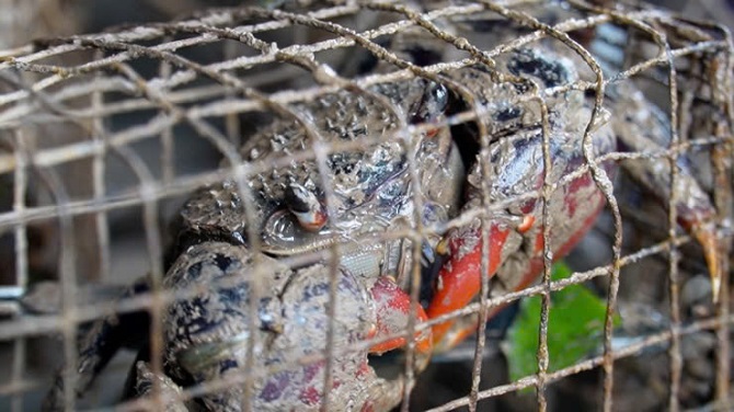 Từng bị 'ngó lơ', chù ụ giờ thành món đặc sản