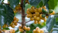 Giá nông sản ngày 24/9/2025: Cà phê tăng vọt từ 2.000 đến 2.500 đồng/kg