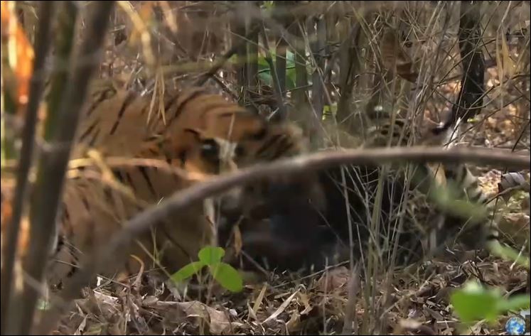 CLIP: Gấu đen bỏ mạng khi lọt vào lãnh địa của ‘chúa sơn lâm’