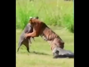CLIP: Hổ đối đầu lợn rừng, cá sấu bất ngờ lao vào chen ngang cuộc chiến