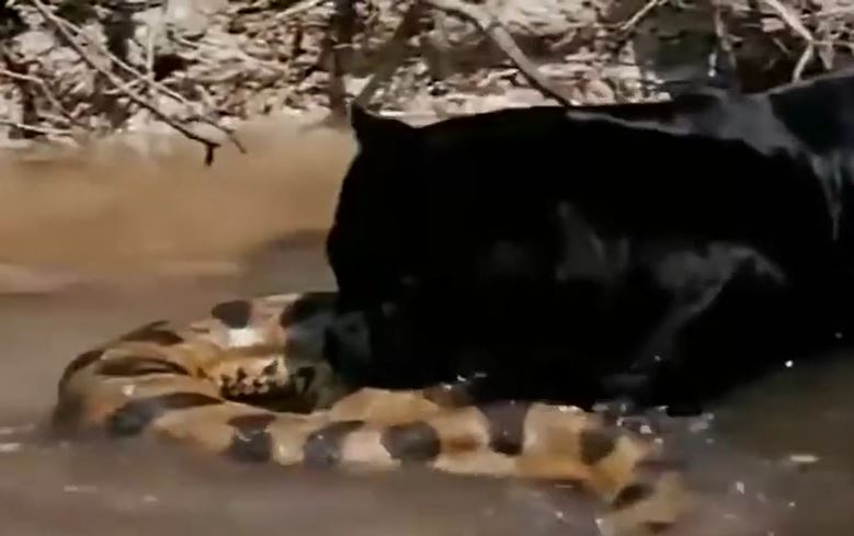 Rùng mình cảnh báo đen vật lộn, hạ sát trăn Anaconda khổng lồ