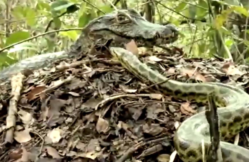 Trăn Anaconda 'ủ mưu' cướp trứng cá sấu và cái kết bất ngờ