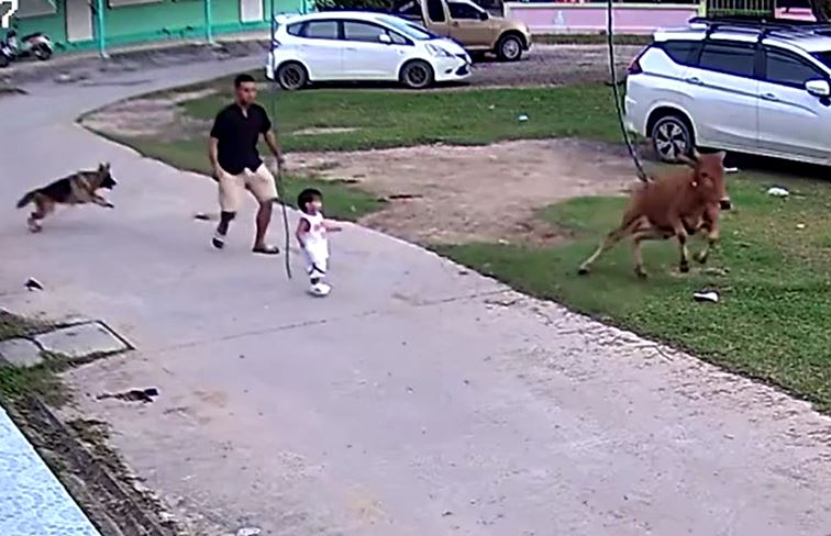 Chó Becgie dũng cảm cứu bé trai khỏi cú húc bò điên