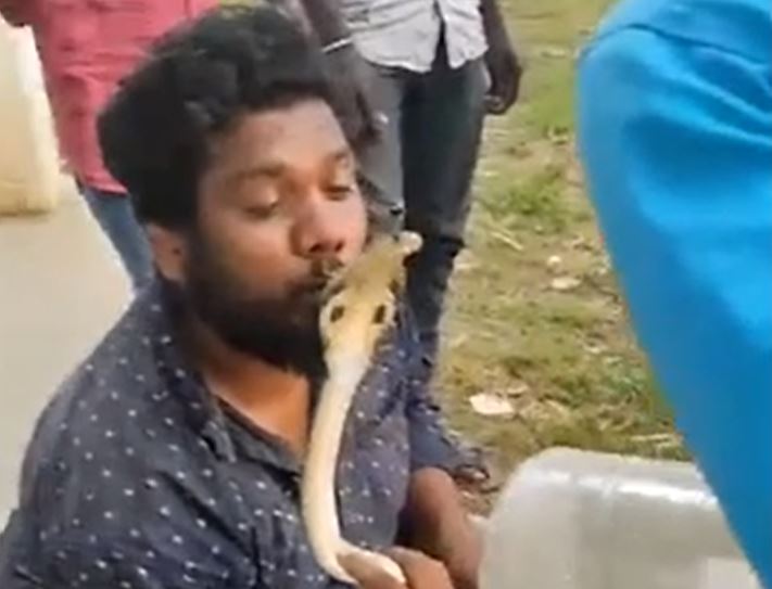 Liều mạng hôn rắn hổ mang, người đàn ông nhận cái kết kinh hoàng