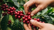 Giá nông sản ngày 26/9/2025: Cà phê tăng mạnh, hồ tiêu ổn định