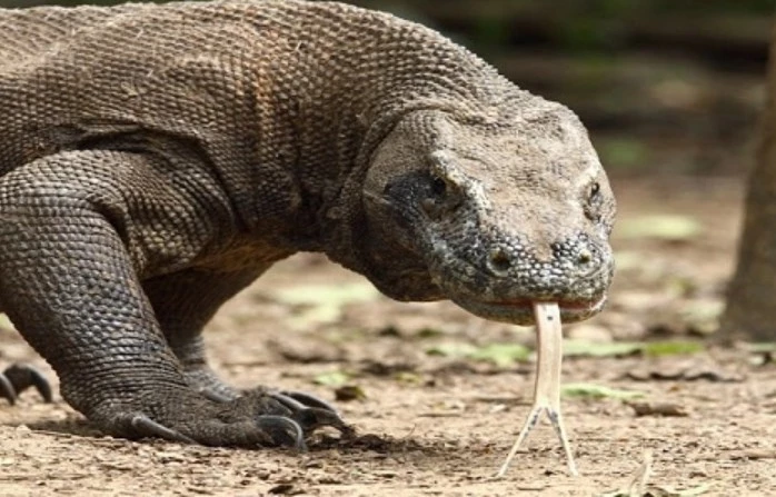 Rồng Komodo.