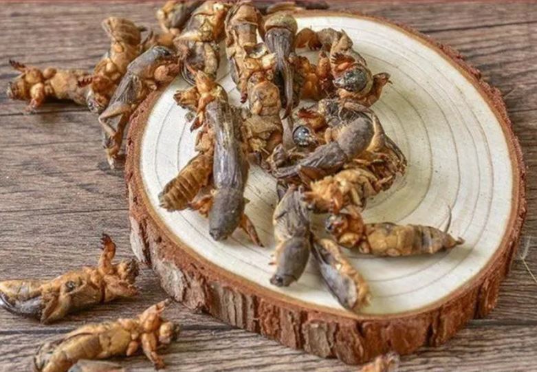 Lo&#xE0;i &#x2018;ch&#xF3; &#x111;&#x1EA5;t&#x2019; t&#x1EEB;ng b&#x1ECB; gh&#xE9;t b&#x1ECF;, nay th&#xE0;nh &#x111;&#x1EB7;c s&#x1EA3;n ti&#x1EC1;n tri&#x1EC7;u &#x111;&#x1B0;&#x1EE3;c s&#x103;n l&#xF9;ng