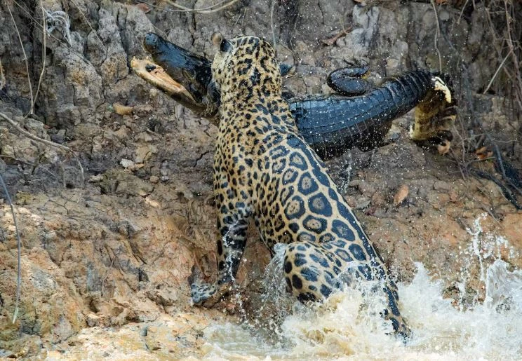 Ảnh: National Geographic.