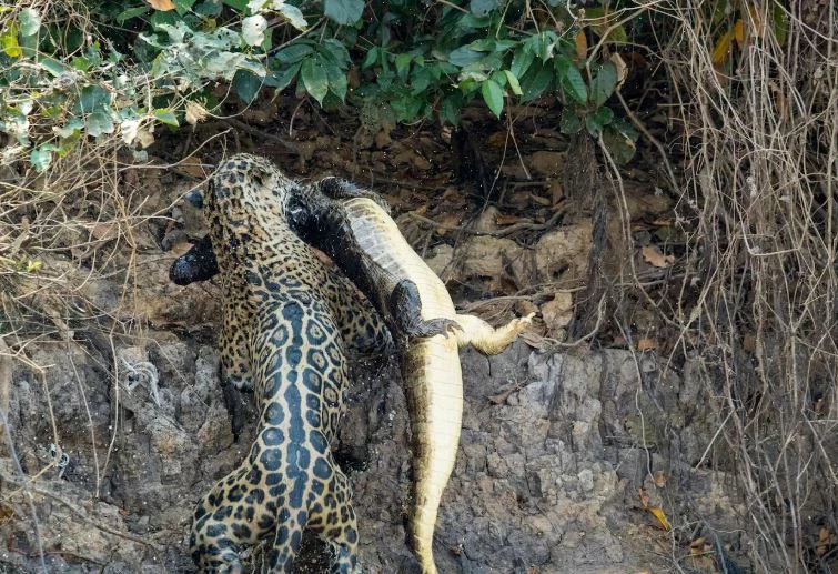Ảnh: National Geographic.