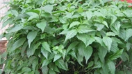 Cây dại từng bị lãng quên, nay thành đặc sản có giá lên tới 100.000 đồng/kg