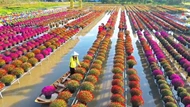 'Thủ phủ hoa' Sa Đéc vào vụ