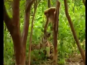 CLIP: Khỉ tinh nghịch liều lĩnh trêu chọc 'chúa sơn lâm nhí', cái kết khiến dân mạng cười ngả nghiêng