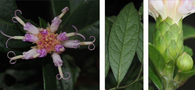 Phát hiện ‘kho báu’ mới trên núi ở Phong Nha - Kẻ Bàng