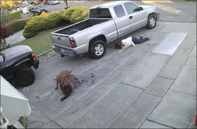 Người phụ nữ bị chỉ trích nặng nề vì vụng về để chó pitbull sát hại mèo hàng xóm