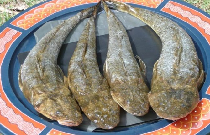 Cá chai - món ăn ‘nhà nghèo’ nay thành đặc sản trên bàn tiệc