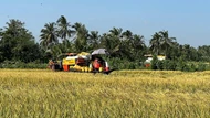 Cà Mau: Thúc đẩy liên kết chuỗi giá trị, chuyển đổi tư duy làm nông nghiệp
