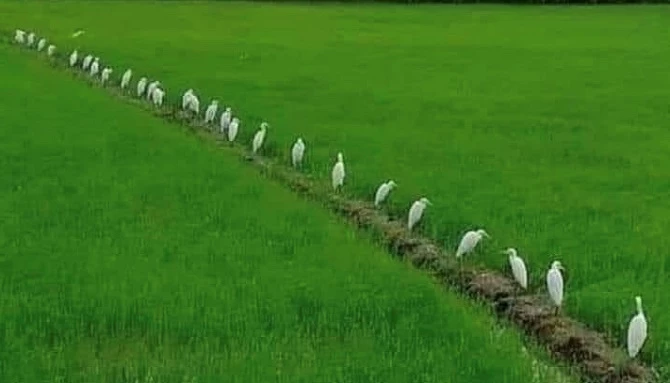 Cánh đồng lúa đông xuân năm 2025 trên địa bàn tỉnh Cà Mau.