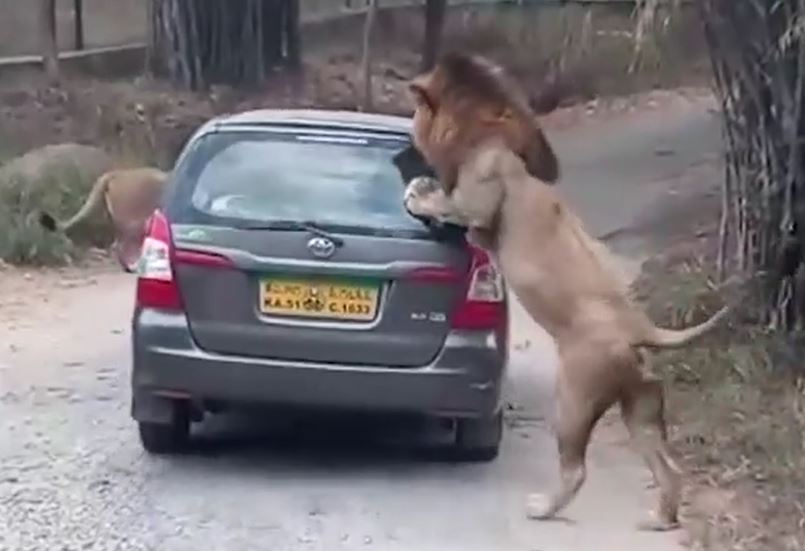 'Lãnh chúa đồng cỏ' nổi giận đùng đùng, lao vào 'xử'... ô tô khiến du khách hoảng sợ