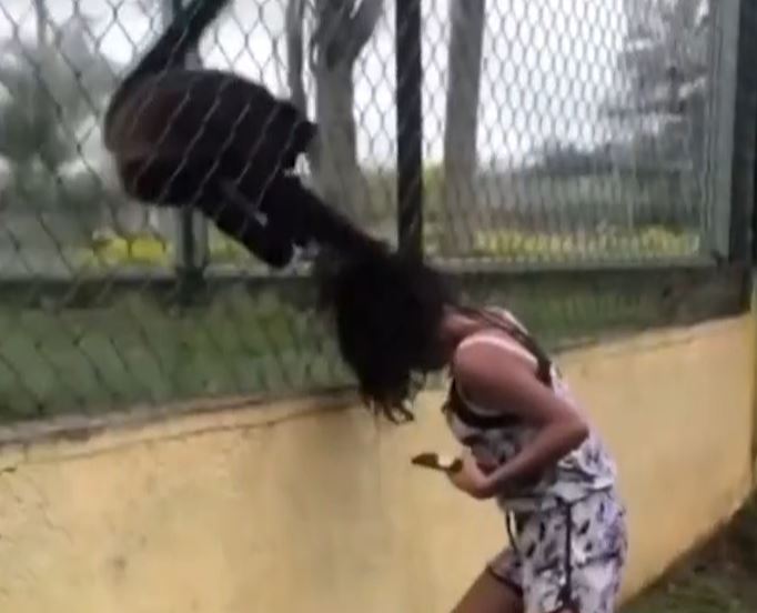 Trêu chọc khỉ trong vườn thú, cô gái nhận bài học nhớ đời