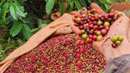 Giá nông sản ngày 2/10/2025: Cà phê nhích nhẹ, hồ tiêu tiếp tục đi xuống
