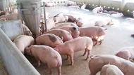 Giá heo hơi ngày 2/10/2025: Miền Trung và miền Nam giảm nhẹ