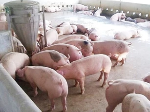 Giá heo hơi ngày 2/10/2025: Miền Trung và miền Nam giảm nhẹ