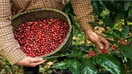 Giá nông sản ngày 3/10/2025: Cà phê tiếp đà tăng mạnh, hồ tiêu giữ giá