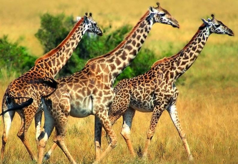 Tại sao con người không có mùa sinh sản như động vật?